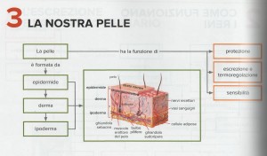 schema della pelle